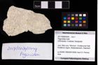 Foto (Objekt + Etikett) von Paguroidea indet.  (NHMW-GEO-2017-0089-0049)